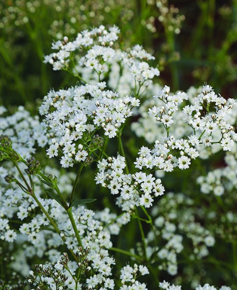 gypsophila
