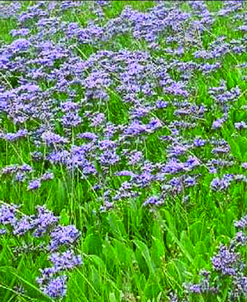limonium