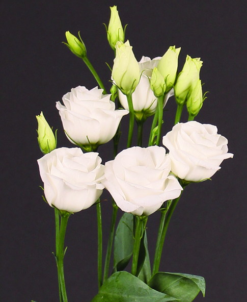 lisianthus