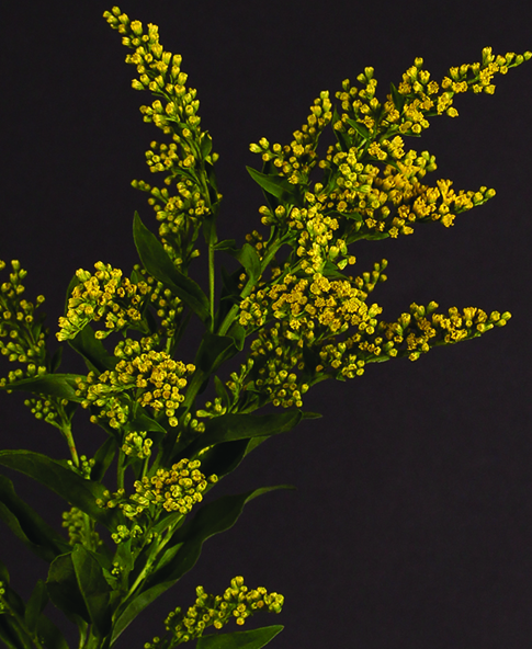 Solidago